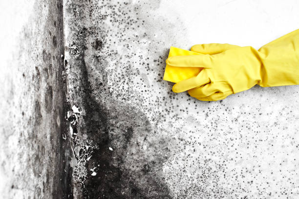 Certified Mold Removal in North Scituate, MA