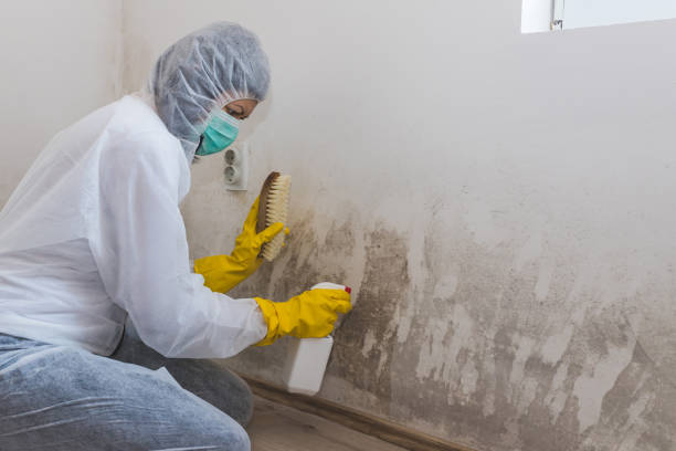 Best Mold Testing  in North Scituate, MA