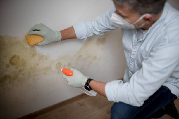 Best Professional Mold Removal  in North Scituate, MA
