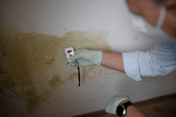 Best Fast Mold Removal  in North Scituate, MA