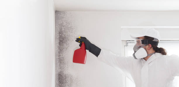 Best Local Mold Removal Service  in North Scituate, MA