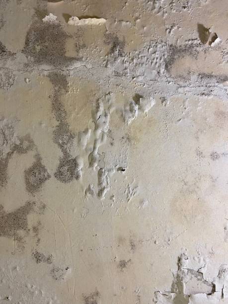 Best Mold Removal Company Near Me  in North Scituate, MA