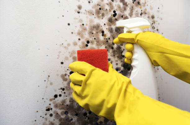 Best Mold Remediation  in North Scituate, MA