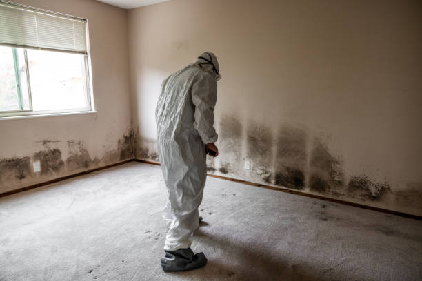 Best Crawl Space Mold Removal  in North Scituate, MA