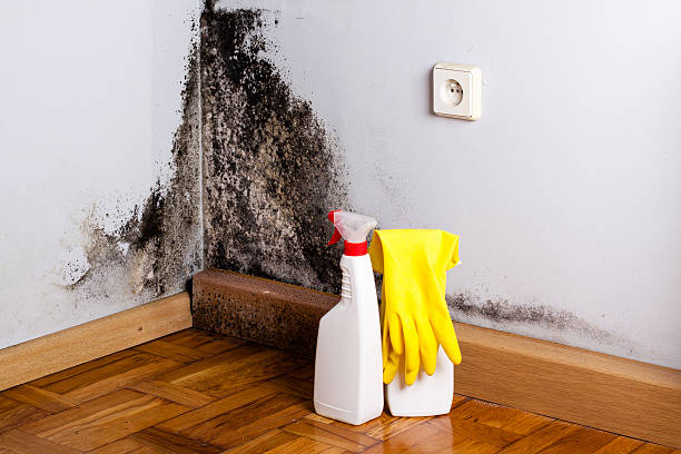 Home Mold Removal in North Scituate, MA