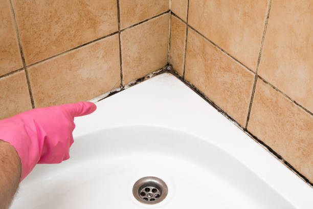 Best Attic Mold Removal  in North Scituate, MA